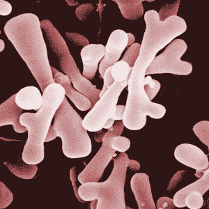 Bifidobacterium