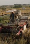 A farmer operates a harvester to reap rice in a field at Xiaogang Village in Fengyang County, east China's Anhui Province, on Sept. 27, 2018