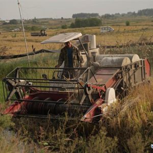 A farmer operates a harvester to reap rice in a field at Xiaogang Village in Fengyang County, east China's Anhui Province, on Sept. 27, 2018