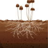 Mushrooms and mycelium in soil