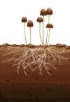 Mushrooms and mycelium in soil