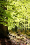 New beech leaves, Gribskov Forest in the northern part of Sealand, Denmark