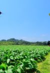 A drone applying pesticide on a field in Huichang, Jiangxi province