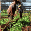 Cooperative Alamar, Cuba. Screenshot from the film Voices of Transition