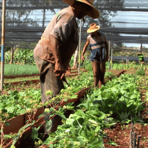 Cooperative Alamar, Cuba. Screenshot from the film Voices of Transition