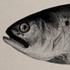 Menhaden, photo from The Encyclopedia of Food by Artemas Ward