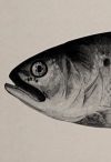 Menhaden, photo from The Encyclopedia of Food by Artemas Ward