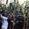 Nicholas Mukomberanwa on his farm