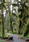 Trail in Hoh rainforest