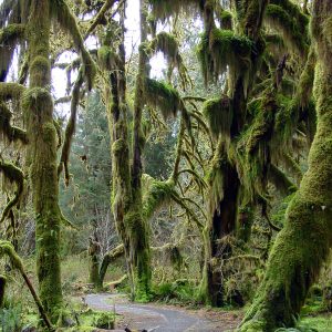 Trail in Hoh rainforest