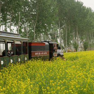 Eco-tourists viewing the rapeseed flower fields in the Commune territory in Jinzhou City, Hebei Province, China in 2023