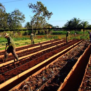 Workers loosen and and rake the topsoil of raised beds at the Organopónico Vivero Alamar in Havana, Cuba